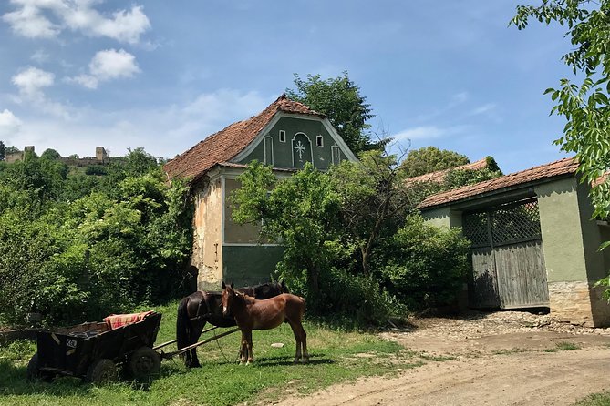 Bran and Rasnov Castles Tour from Brasov - What the guide adds to the morning