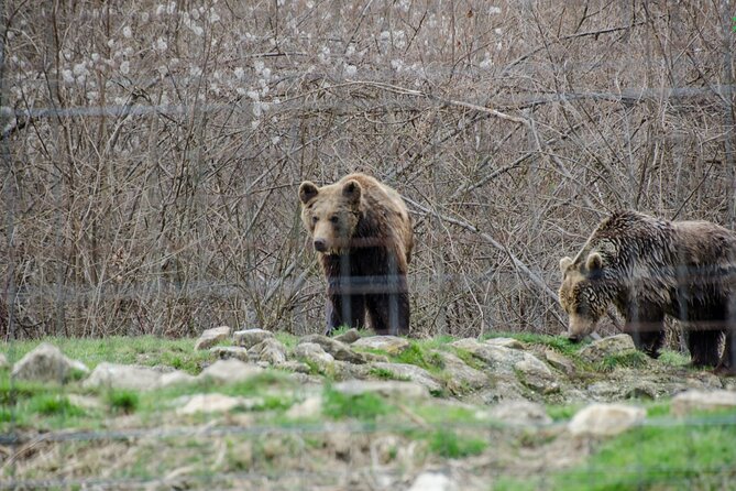 Bran Castle, Bear Sanctuary, and Rasnov Fortress Half Day Tour - Cost, tickets, and what you actually receive