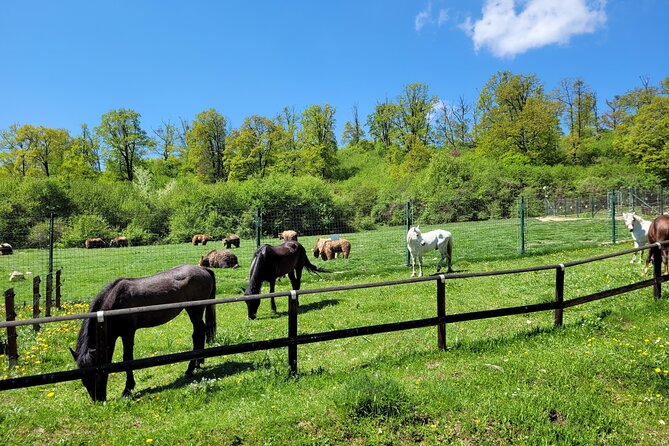 Bran Castle & Bear Sanctuary from Brasov - Optional Peles Castle - Inside Libearty Bear Sanctuary