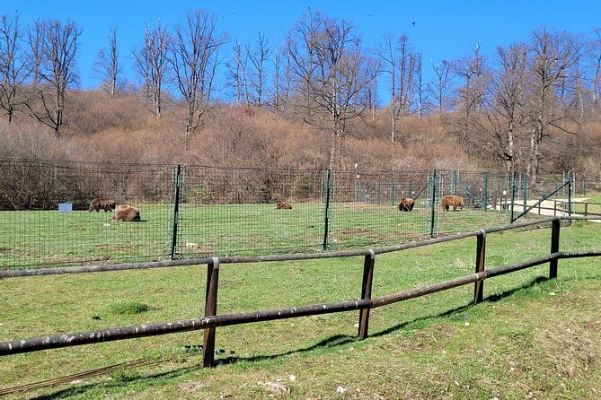 Bran Castle & Bear Sanctuary from Brasov - Optional Peles Castle - What the private guide adds