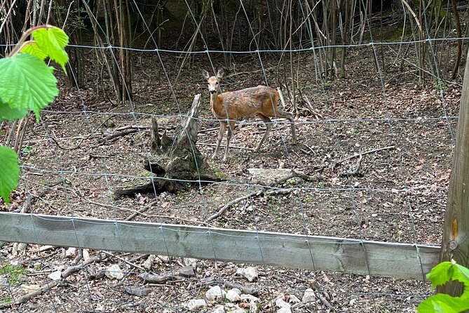 Bran (Dracula) Castle, Bear Sanctuary, Rasnov Fortress & Palinca Distillery - Libearty Bear Sanctuary, the day’s strongest stop