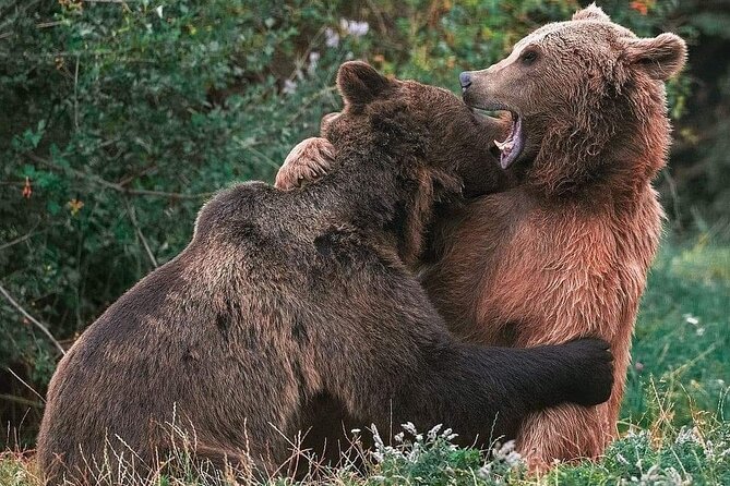 Brasov: Bear Sanctuary, Bran Castle & Rasnov Fortress GUIDED Tour - Bran Castle, where history and Dracula share the rooms