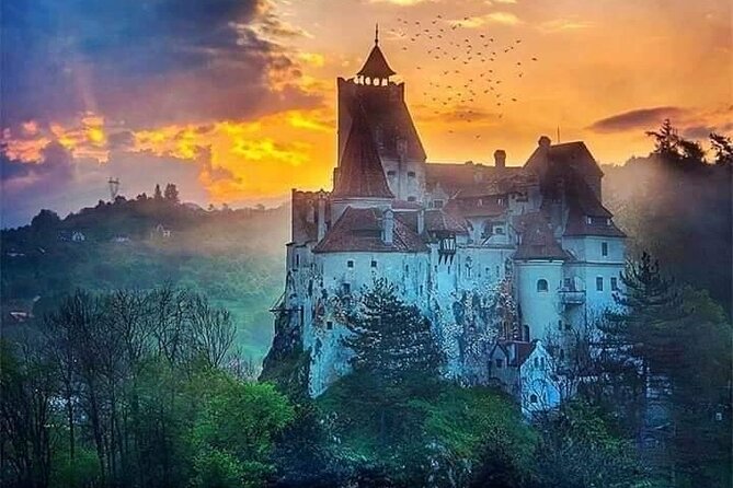 Brasov: Bear Sanctuary, Bran Castle & Rasnov Fortress GUIDED Tour - Who will enjoy this day most