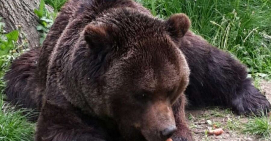 Brasov: Bear Sanctuary, Bran Castle & Rasnov Fortress Tour - Why this Brasov day trip works so well