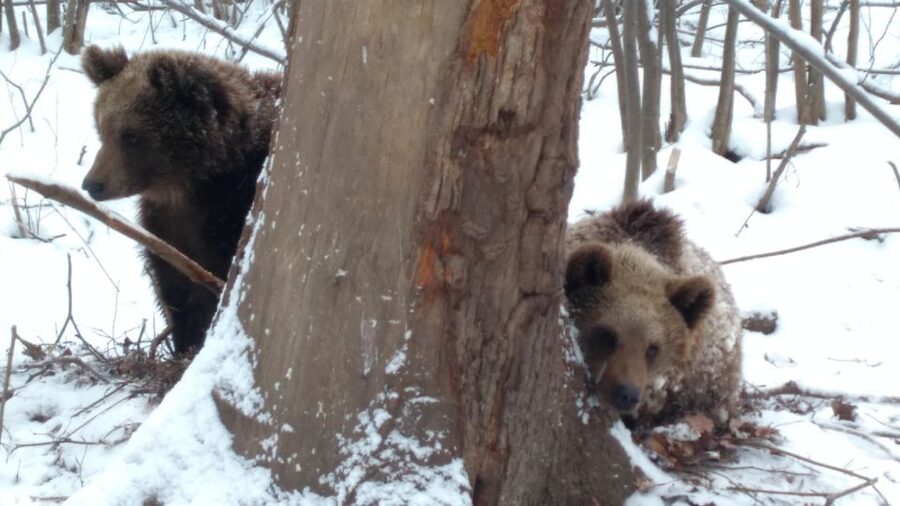 Brasov: Bear Sanctuary, Bran Castle & Rasnov Fortress Tour - Rasnov Fortress: a hilltop finish with wide views