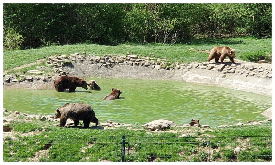 Brasov: Bear Sanctuary, Dracula Castle, and Râşnov Fortress - Three Transylvanian sights in six hours