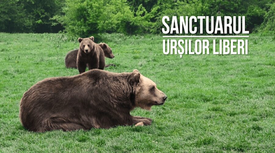 Brasov: Bear Sanctuary, Dracula Castle, and Râşnov Fortress - What the $47 price really covers