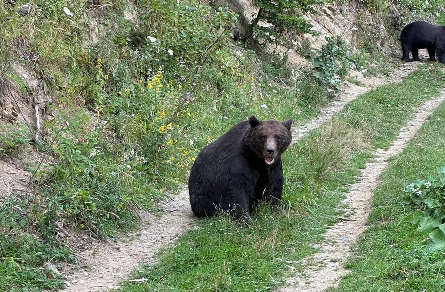 Brasov: Bear Watching in the Wild (From a Hideout) - Key points at a glance