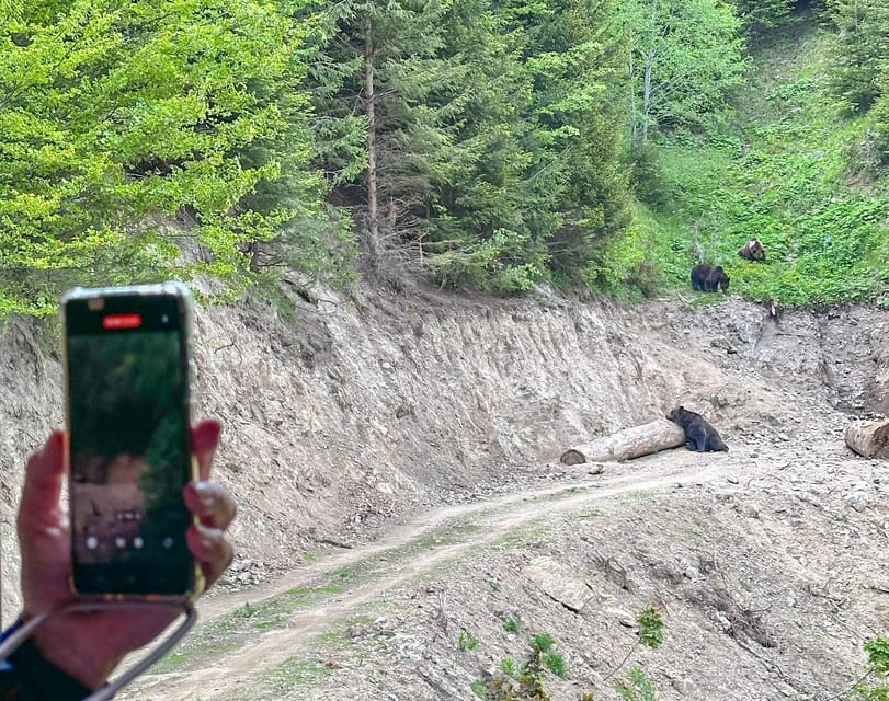 Brasov: Bear Watching in the Wild (From a Hideout) - Group size, timing, and the real pace