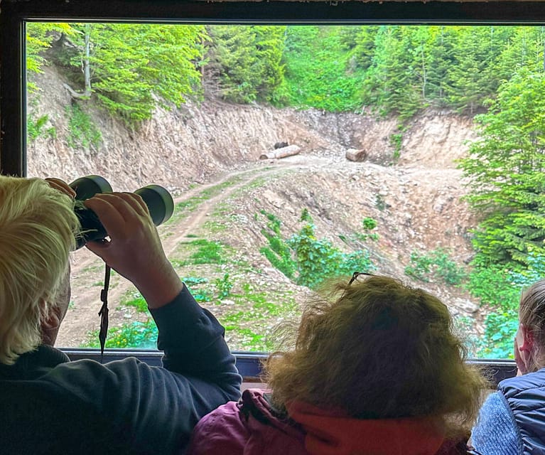 Brasov: Bear Watching in the Wild (From a Hideout) - The hideout beside the forest road