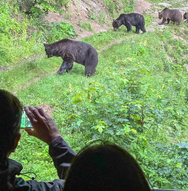 Brasov: Bear Watching in the Wild (From a Hideout) - Rainy weather is not a deal breaker