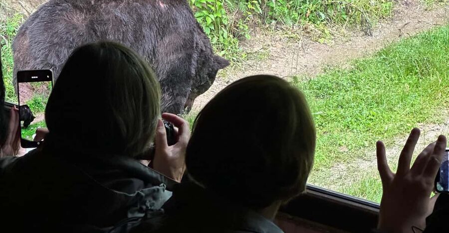Brasov: Bear Watching in the Wild (From a Hideout) - More than bears in the trees