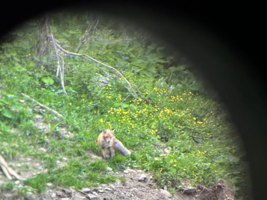 Brasov: Bear Watching in the Wild (From a Hideout) - Safety without a long lecture