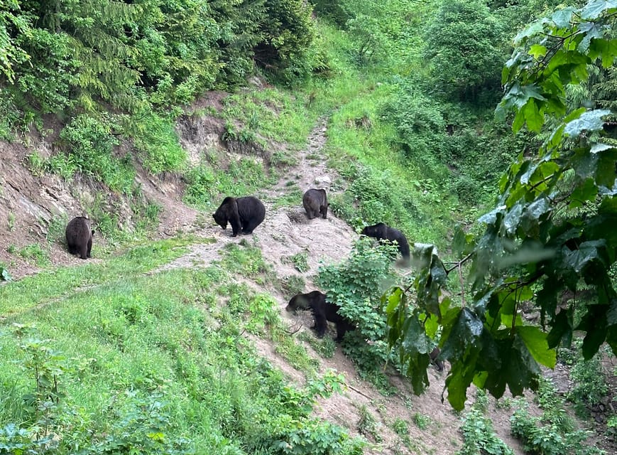 Brasov: Bear Watching in the Wild (From a Hideout) - Is $104 a fair price?