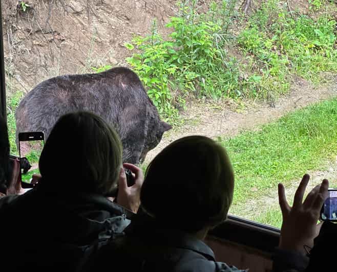 Brasov: Bear Watching in the Wild (From a Hideout) - From Brasov’s old town to the forest