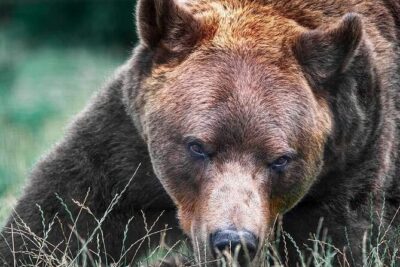 Bears Sanctuary, Rasnov Fortress, Bran Castle GUIDED Tour