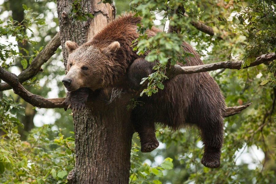 Brasov: Libearty Bear Sanctuary - Should You Book the Libearty Bear Sanctuary Tour?