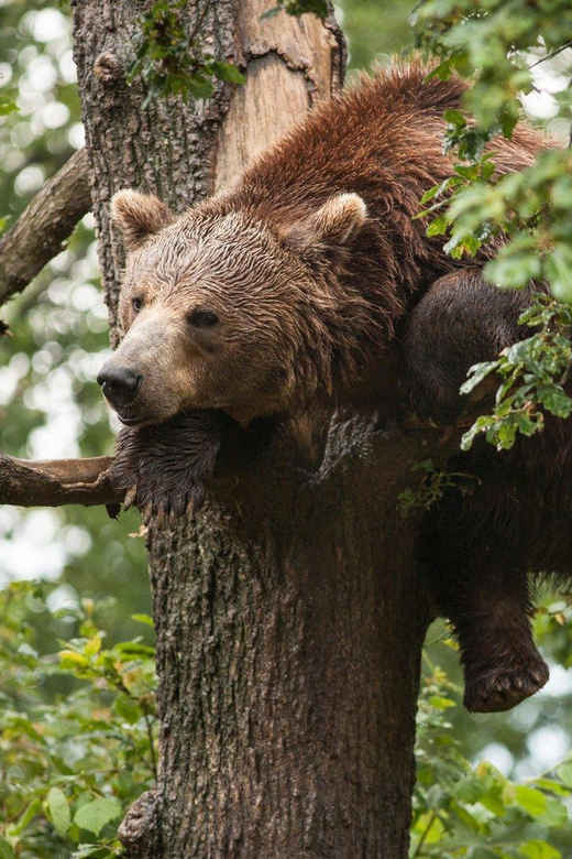 Brasov: Libearty Bear Sanctuary - Pickup From Brasov and the Ride Out