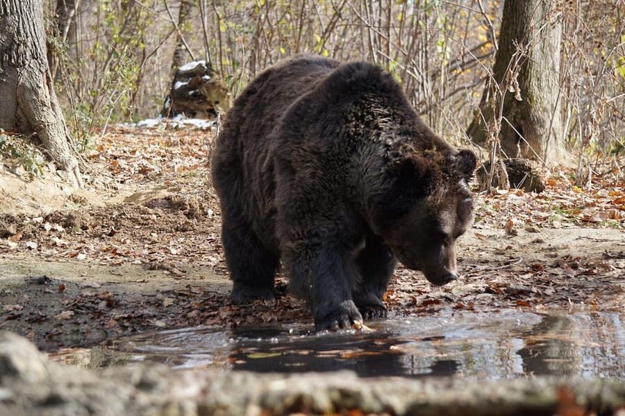 Brasov: Libearty Bear Sanctuary - What the Guide Adds
