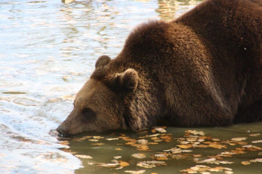 Brasov: Libearty Bear Sanctuary - The Cost: $50 Plus Admission