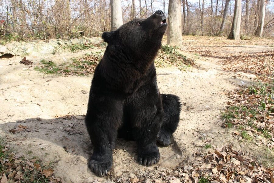 Brasov: Libearty Bear Sanctuary - Photos, Weather, and Comfort