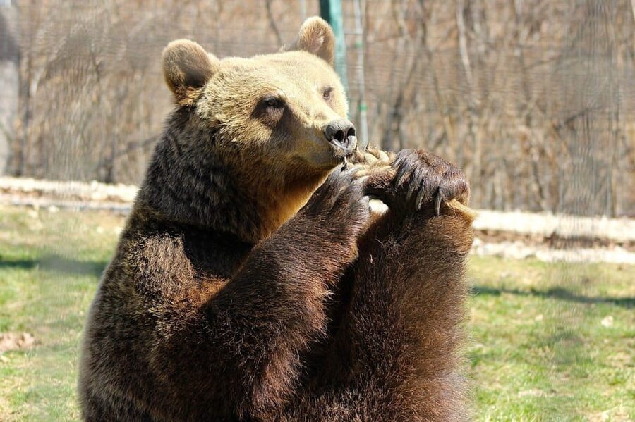 Brasov: Libearty Bear Sanctuary - Who Will Enjoy This Visit Most