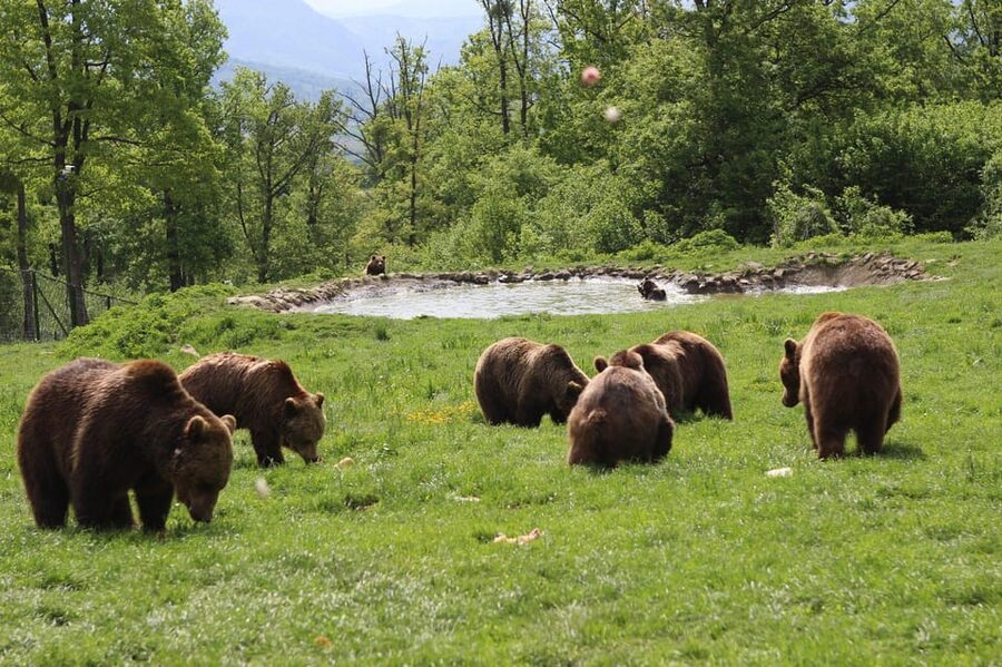 Brasov: Libearty Bear Sanctuary - Simple Booking Advice for Brasov