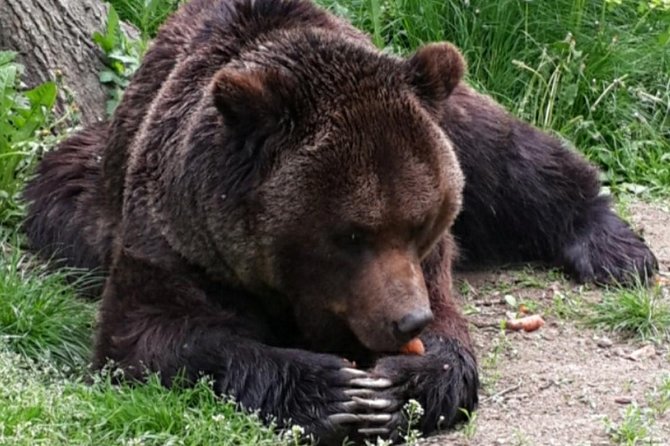 Brown Bear Sanctuary Tour from Brasov Entrance Ticket Guaranteed - Why the Libearty sanctuary is worth your time