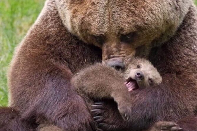 Brown Bear Sanctuary Tour from Brasov Entrance Ticket Guaranteed - Leaving Brasov from Piața Sfatului