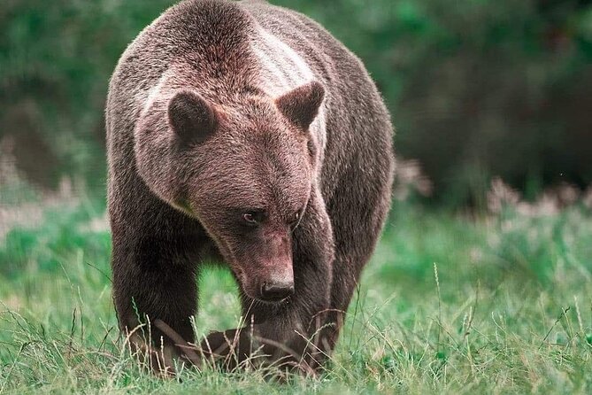 Brown Bear Sanctuary Tour from Brasov Entrance Ticket Guaranteed - Is $68.65 good value?