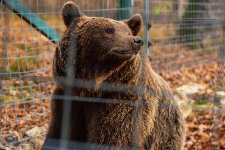 Bucharest: Bran Castle and Bear Sanctuary Small-Group Tour - Libearty Bear Sanctuary: the emotional center of the day