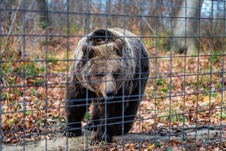 Bucharest: Bran Castle and Bear Sanctuary Small-Group Tour - Bran Castle beyond the Dracula label