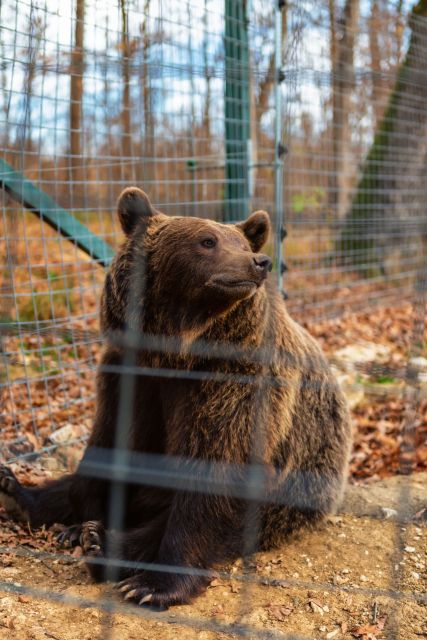 Bucharest: Bran Castle and Bear Sanctuary Small-Group Tour - Should you book the Bran Castle and bear sanctuary tour?