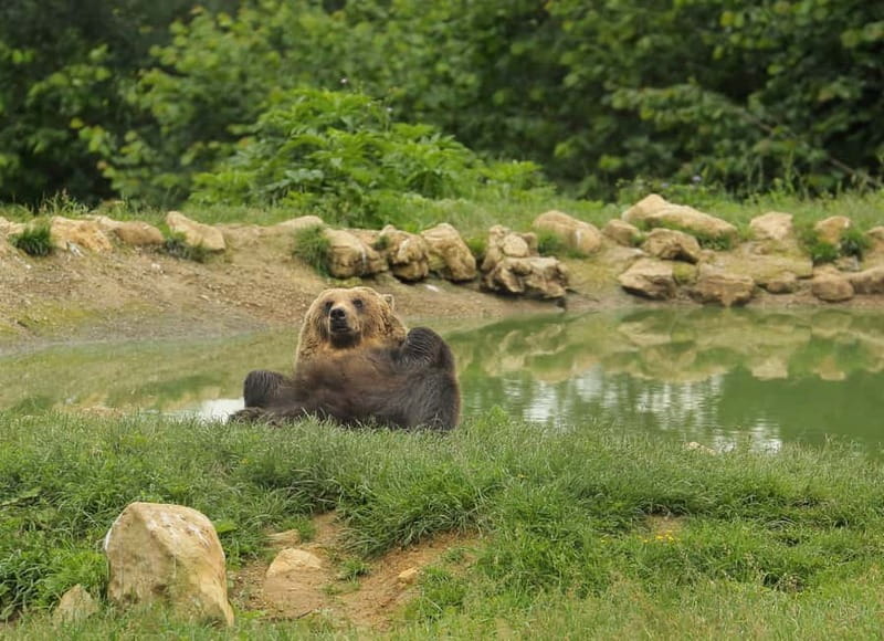 Bucharest: Day Trip to Bear Sanctuary, Bran Castle & Brasov - Key points at a glance