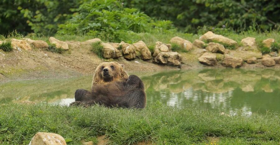 Bucharest: Day Trip to Bear Sanctuary, Bran Castle & Brasov - Brasov gives the day a human scale
