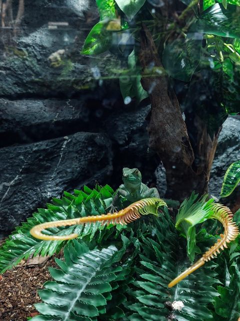Bucharest: Reptiland Bucharest Entry Ticket - Meeting Romania’s biggest python at Reptiland