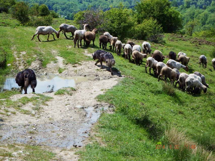 Bucharest: Slanic Salt Mine & Carpathian Mountains Day Tour - A traditional Romanian lunch