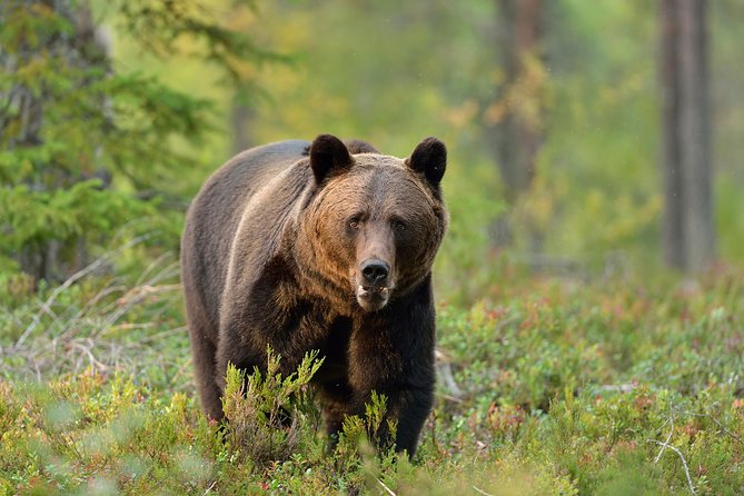 Carpathian Wilderness: A Wildlife Experience from Brașov - Key points before you book