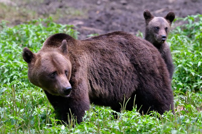 Carpathian Wilderness: A Wildlife Experience from Brașov - From Brașov’s library to the Carpathian forest
