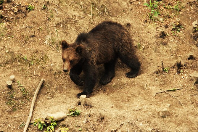 Carpathian Wilderness: A Wildlife Experience from Brașov - What you might see beyond brown bears