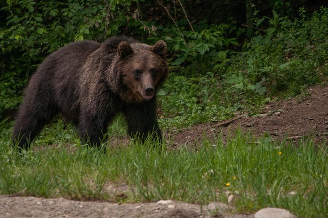 Carpathian Wilderness: A Wildlife Experience from Brașov - Photography: good for memories, not a dedicated photo safari