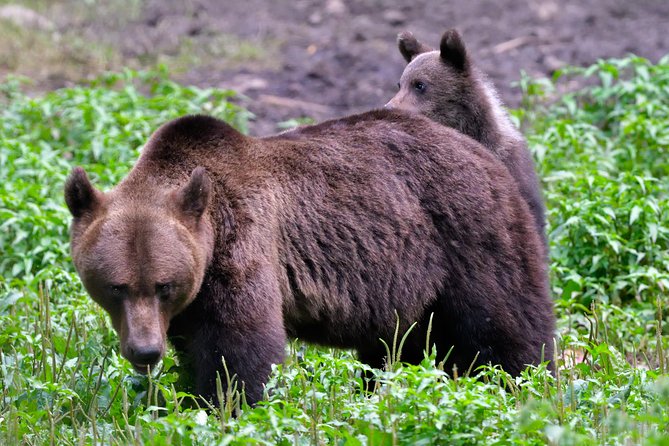 Carpathian Wilderness: A Wildlife Experience from Brașov - How the $95.58 price measures up