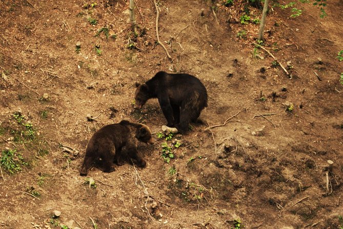 Carpathian Wilderness: A Wildlife Experience from Brașov - Who will enjoy this most