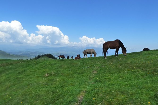 Carpathians in Romania: Bucegi Natural Park with native Spanish guide. - Şaua Strunga and Şaua Strungulita