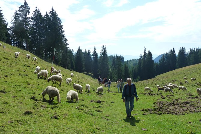 Carpathians in Romania: Piatra Craiului National Park with native Spanish guide. - What Nacho adds to the walk