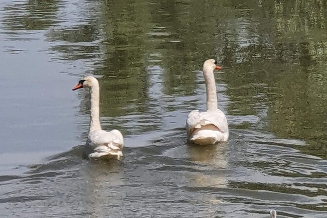 Daily Tours in the Danube Delta - Camely Cruise - Setting out from Tulcea into the Danube Delta