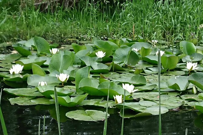 Daily Tours in the Danube Delta - Camely Cruise - Comfort on board for a four-hour ride