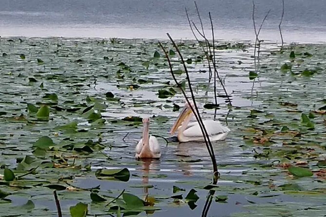 Daily Tours in the Danube Delta - Camely Cruise - Lunch costs extra, and that changes the value
