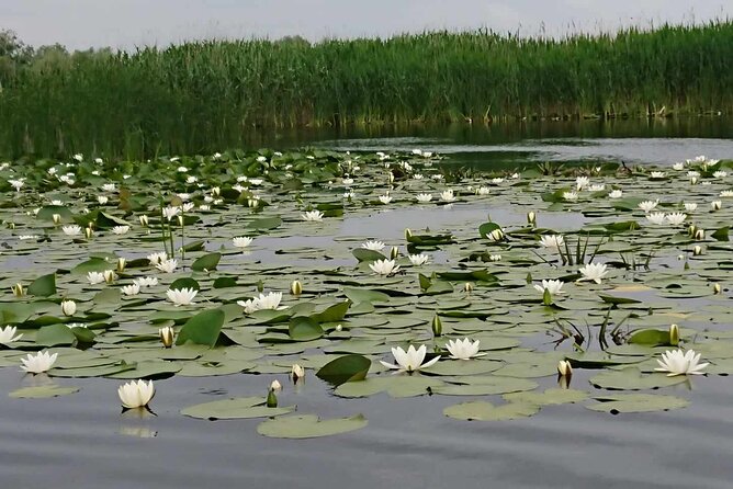 Daily Tours in the Danube Delta - Camely Cruise - Why the small group matters