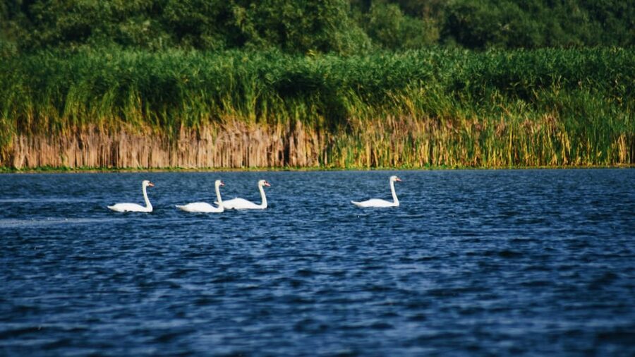 Danube Delta: Boat Tour Through the Water Lily Reserve - Leaving Murighiol for the Danube Delta
